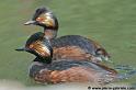 faune_7624