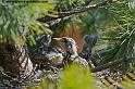 faune_7632