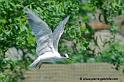 faune_7637