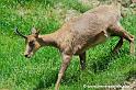 faune_7674