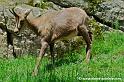faune_7675