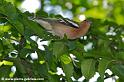 faune_7695