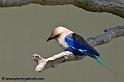 faune_9814