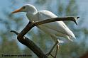 faune_9823