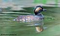 faune_9830