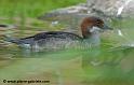 faune_9832