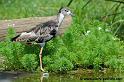 faune_9834