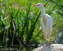 faune_9840