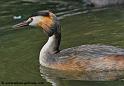 faune_9847
