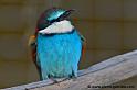 faune_9849
