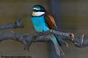 faune_9850