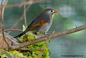 faune_9864