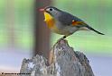 faune_9870