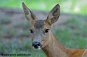 faune_9884