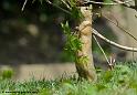 faune_9921