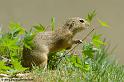 faune_9927