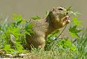 faune_9928