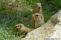 faune_9935
