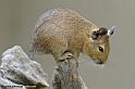 faune_9938