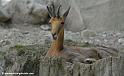 faune_9946