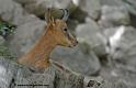 faune_9947