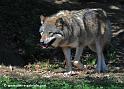 loup_4032
