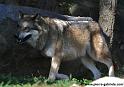loup_4033