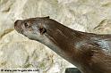 loutre_7685