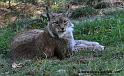 lynx_4015