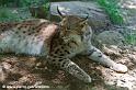 lynx_7732