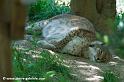 lynx_7733
