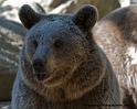 ours_3963