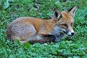 renard_3916