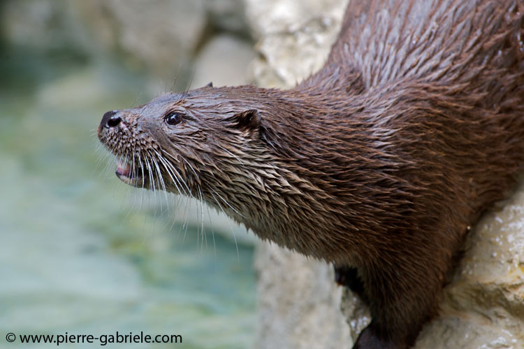 faune-2011_6830.jpg