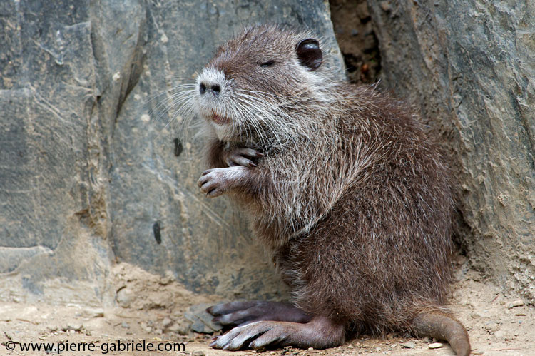 faune-2011_6838.jpg