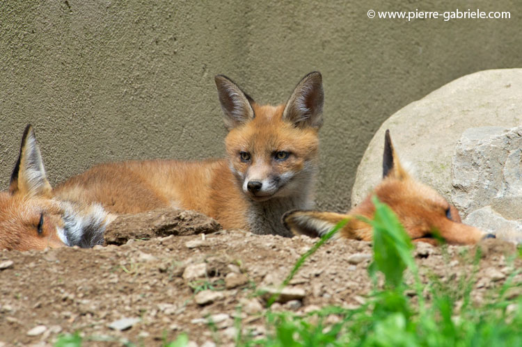 faune-2011_6854.jpg
