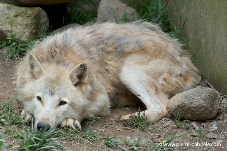 faune-2011_6855.jpg