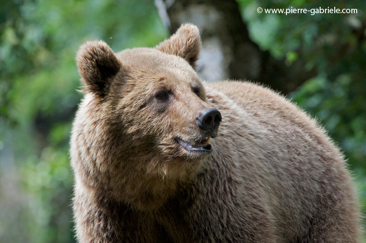 faune-2011_6859.jpg