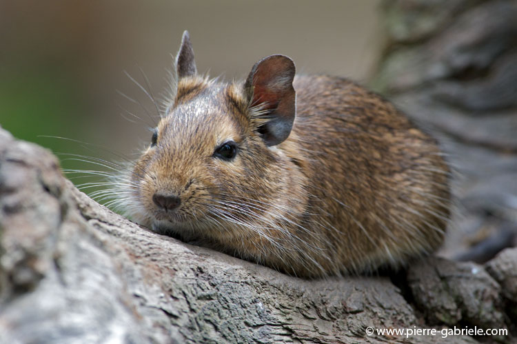 faune-2011_6900.jpg
