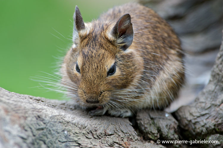 faune-2011_6903.jpg