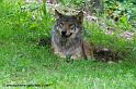 faune-2011_6921