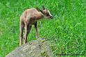 faune-2011_6933