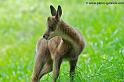faune-2011_6935