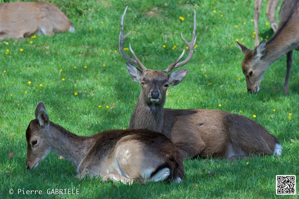 cerf_7347.jpg