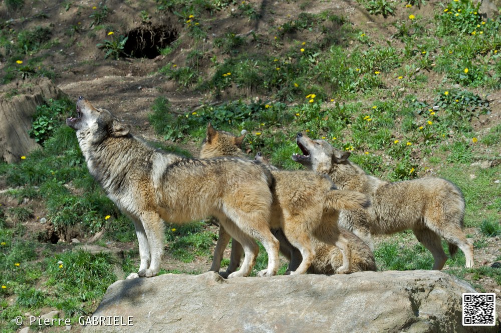 loup_7371.jpg