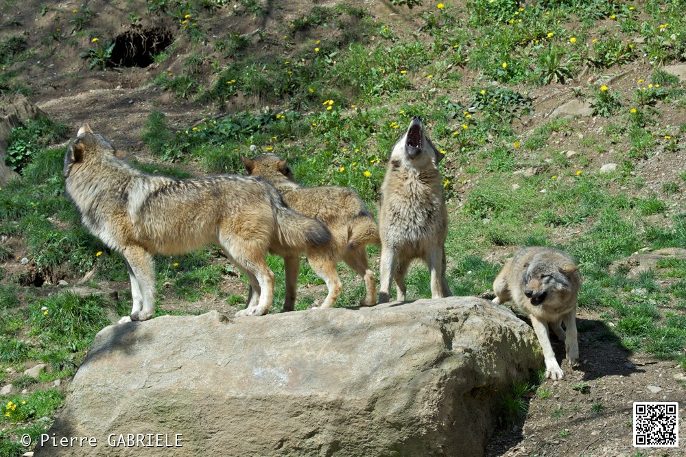 loup_7377.jpg