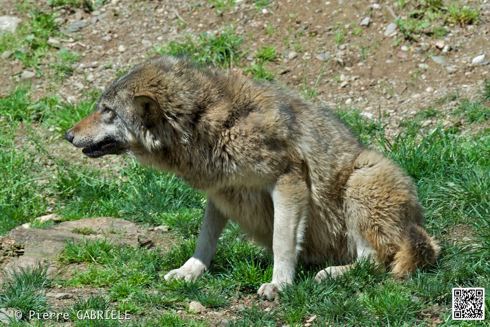 loup_7380.jpg