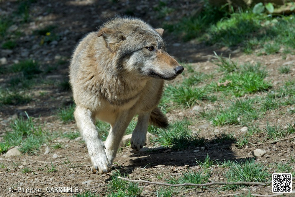 loup_7381.jpg