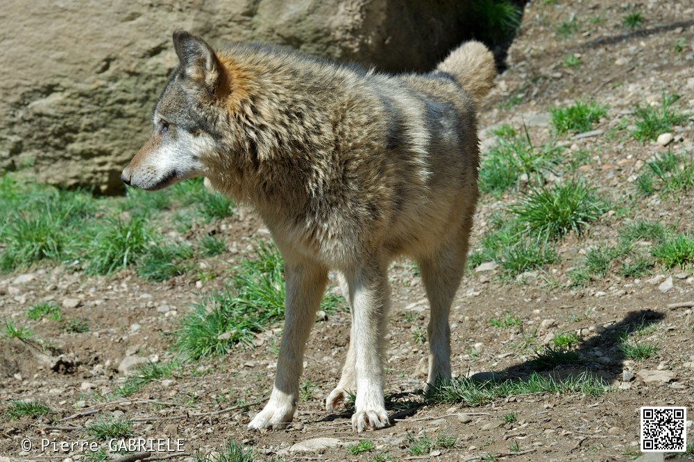 loup_7383.jpg