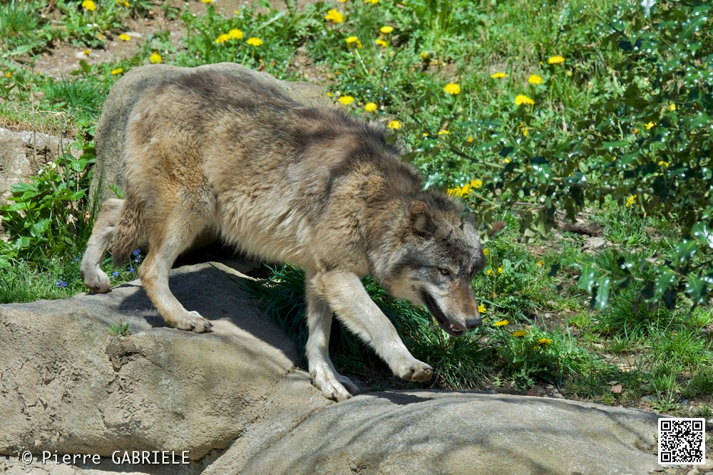 loup_7385.jpg